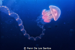 Jelly and salp by Penn De Los Santos 